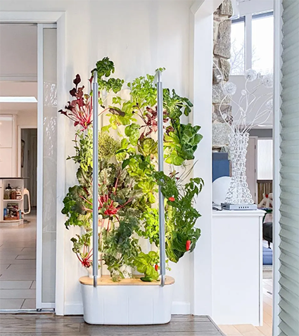 Hydroponic Farming Display