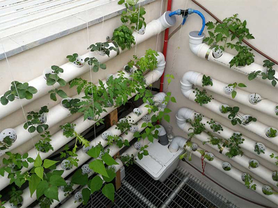 Hydroponic Farming Example